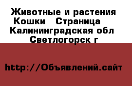 Животные и растения Кошки - Страница 2 . Калининградская обл.,Светлогорск г.